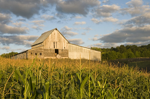 sunset sky usa field wisconsin clouds barn corn cornfield farm cornstalks hayward wi