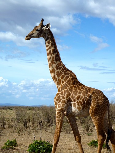Giraffe, Maasai Mara, Kenya