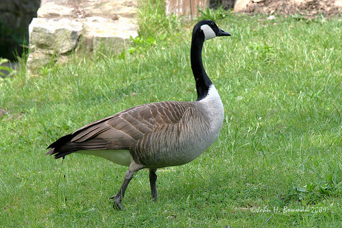ohio birds animals geese may parks toledo waterfowl 2009 smallanimals canon70200l lucascounty toledobotanicalgarden localparks may2009