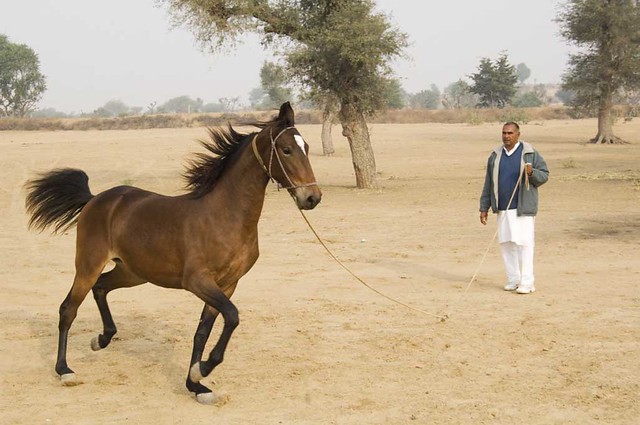 Marwari Horse_DSC9553 copy