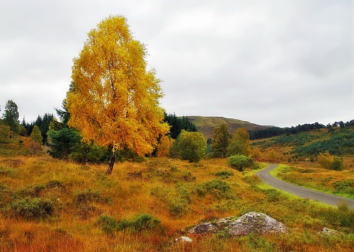 ericrobbniven glenlyon landscape walking perthshire tree forest