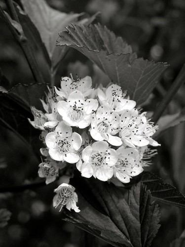 flowers blackandwhite bw white black flower nature leaves outdoors leaf bush natural michigan cluster blossoms bloom bud clump