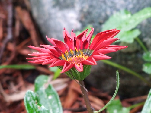 red flower garden cimalacustomphotography