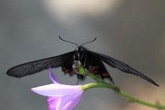 Spangle / Papilio protenor / 黒揚羽(クロアゲハ)