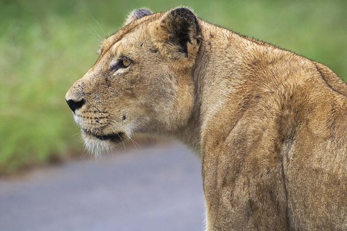 非洲獅。（來源：Arno Meintjes）