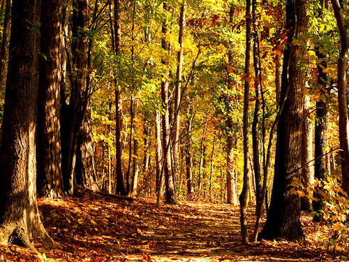 park autumn trees light sunlight color fall nature leaves forest landscape nc woods path branches northcarolina raleigh foliage trunks 2009 treescape chrysti umsteadstatepark