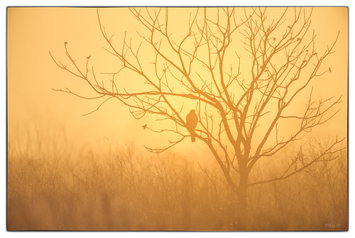 dawn sunrise hawk tree clarencecannonnationalwildliferefuge annada pikecounty missouri nikon d800 600mmnikkor