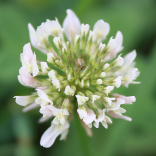 whiteclover trifoliumrepens