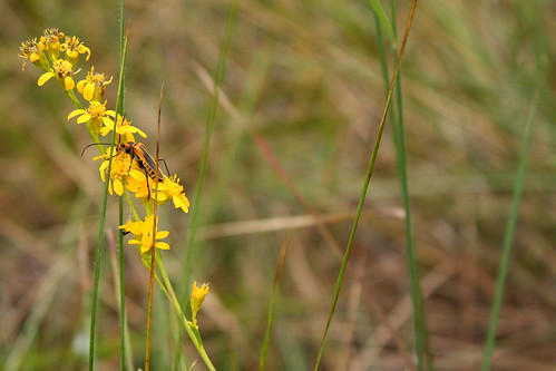 fauna flora easternnorthcarolina undisclosedlocation pinesavanna