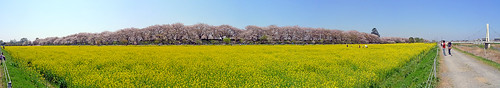 panorama japan pano panasonic 桜 日本 sakura saitama rapeseed 油菜花 埼玉 菜の花 satte lx3 幸手