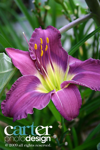 flower lily purpleflower purplelily bryancarter carterphotographydesign motherslily