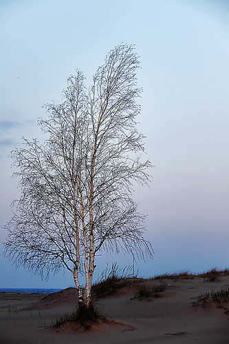 statepark lighthouse tree mi sunrise sand michigan dunes grandhaven