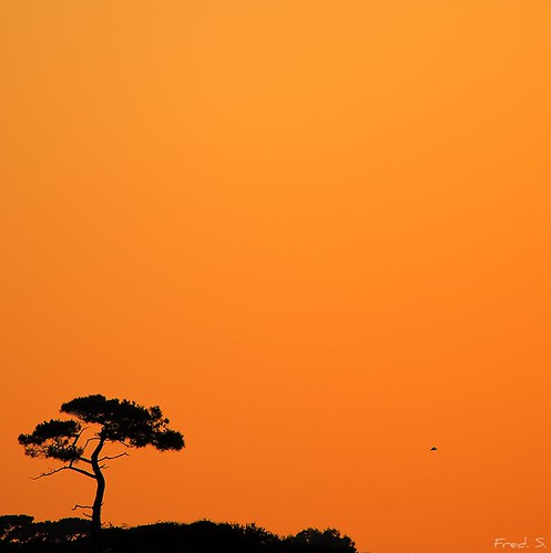 sunset orange france tree bird silhouette pine sepia fly finistère belon moëlansurmer kerfany kerfanylespins