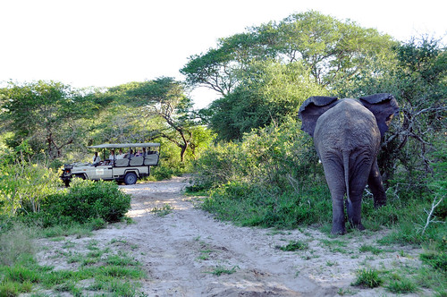 africa road trees elephant game tree nature natal forest landscape southafrica photography drive bush sand eating african wildlife tourist kwazulu kzn thembeelephantpark laurenbarkume gettyimagesmeandafrica1