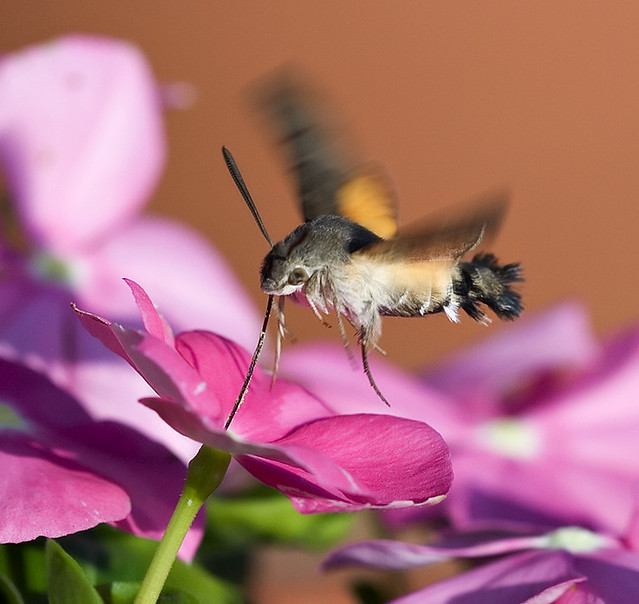 Hummingbird Hawk-moth 2 | Flickr - Photo Sharing!