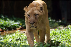 Gir Lion (Panthera leo persica)