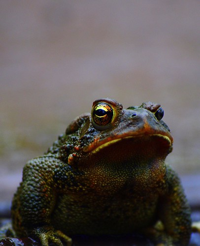 macro nikon amphibian frog d5000