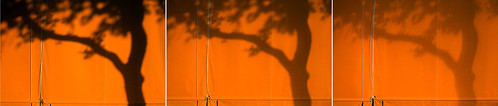 light shadow orange sun color tree silhouette digital 35mm canon austin eos prime texas afternoon 5d variation tarp ef35mmf14lusm