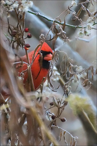 red ontario male bird iso3200 cardinal brampton cardinaliscardinalis