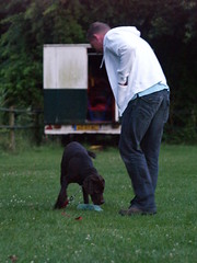 Training A Dog Should Start On Day One 2