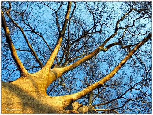 arbretree canonpowershotg5 floraflore plataneplanetree