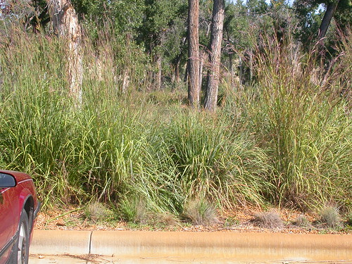 grass montana habit habitat poaceae steppe perennial latesummer bunchgrass bigbluestem pompeyspillar andropogon andropogongerardii warmseason disturbedsite drysite