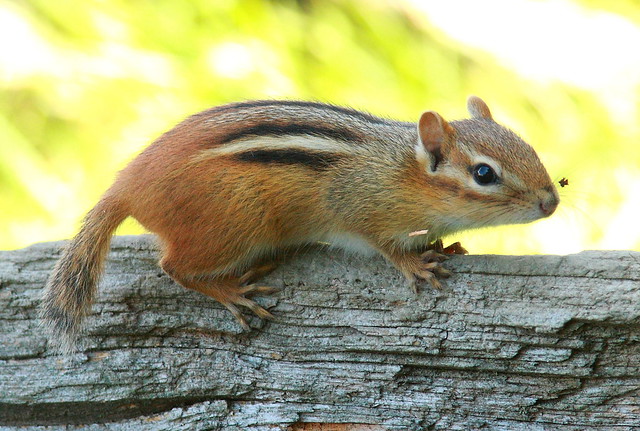 Ground Squirrel Vs Chipmunk
