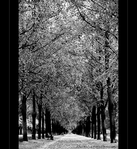 trees white black nature monochrome photoshop canon eos mono yahoo google alley flickr raw view image © monotone adobe frame lightroom copyrighted pixelwork blackwhitephotos 500px canoneos50d photoscape adobephotoshoplightroom blackwhiteaward sigma1770mmf2845dchsm thelightpainterssociety paololivornosfriends pixelwork©2009photography oliverhoell theacademytreealley allphotoscopyrighted