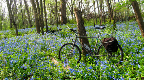flowers blue trees green bike bluebells forest landscape break mountainbike ps explore rack stump wildflowers rockhopper hardrock specialized explored pannierpack fotocompetitionbronze