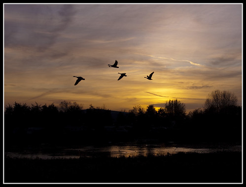 sunset canada geese no lancashire damn mere marton starlings