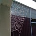 Frosty spider web