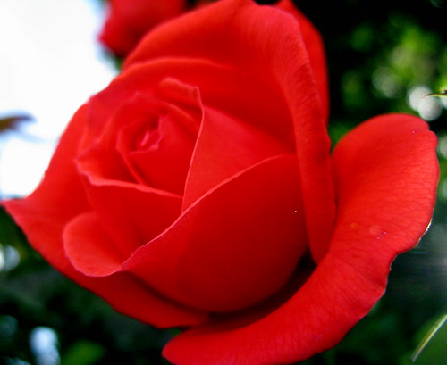red flower rose garden petals