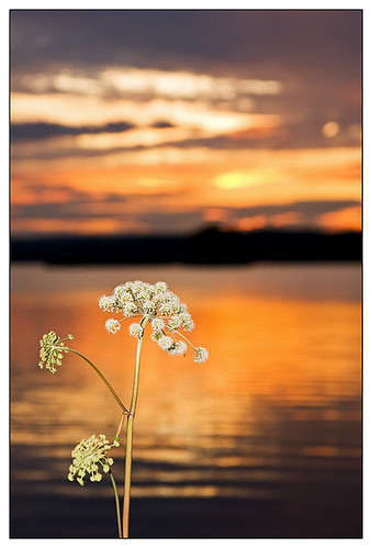 sunset colorful water lake reflections sunrays burning sky dramatic rättvik dalecarlia sweden orangeskies