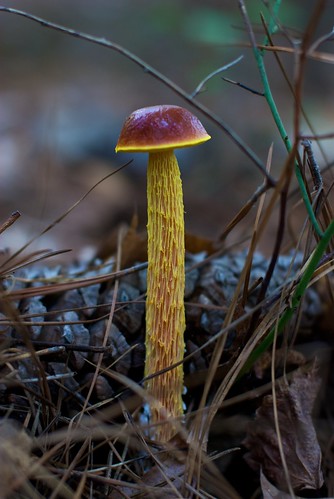 mushroom forest al woods unitedstatesofamerica hike fungus talladega sigma50mmf14exdghsm