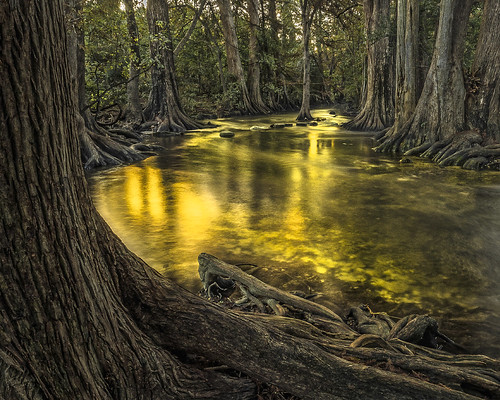cypress cypressgrove gold golden sunrise boerne texashillcountry texas cibolocreek olympus