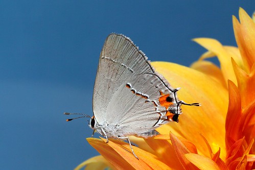 flowers macro nature canon butterfly grey mark ii 5d 100 28 mm hairstreak