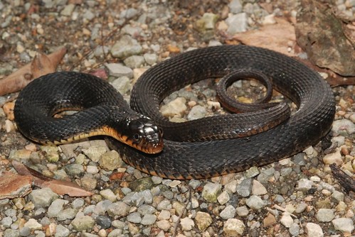 Yellow bellied Water Snake (Nerodia erythrogaster ...