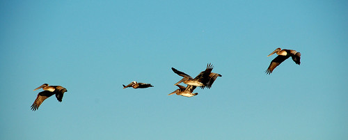 virginia flock pelican