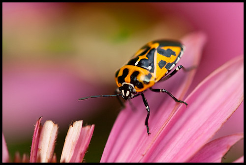 pink macro yellow beetle 105mm naturesfinest 105mmf28gvrmicro norfolkbotanicalgarden platinumheartaward flickrlovers