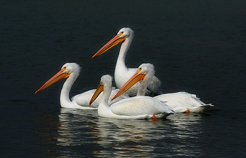 pelicans dallas texas whiterocklake pelecanuserythrorhynchos whitepelicans sunsetbay beautifulworldchallenges
