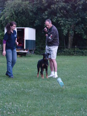 Check Out These Expert Dog Training Tips! 2
