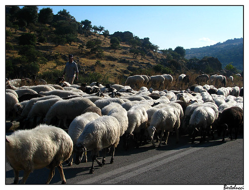 road mountain geotagged sheep shepherd greece northeast herd lesbos olivegrove flashmob napi eagean geo:lon=26282387 geo:lat=39265421