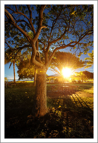 light tree texture night contrast lens point photography hawaii intense nikon shadows oahu artificial foster flare tungsten 1735mmf28d contrejour afb hickam hickamafb 1735mmf28 d700
