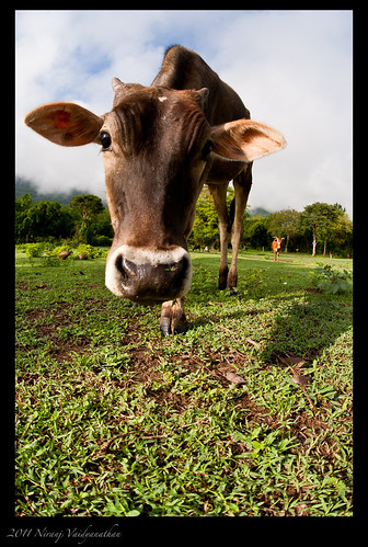 landscape cow calf nilgiri masinagudi sigma15mmf28exdgdiagonalfisheye mudumalainationalpark canoneos1dmarkiii nilgirihills aroundbangalore bokkapuram niranjvaidyanathan
