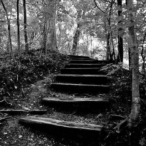 trees light shadow blackandwhite bw monochrome stairs forest square blackwhite woods nikon d5000 mccormickwoodsnaturepreserve noahbw