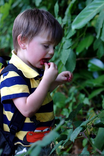 break to pick and eat blackberries    MG 0644