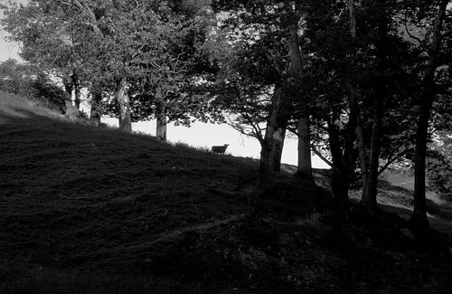 pictures trees blackandwhite bw silhouette digital dark landscape photography cow photo nikon shadows farm maine picture newengland photograph d200 nikond200 gardinermaine greken1
