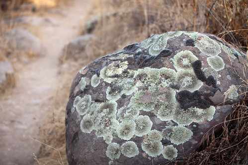 california ca rock moss hiking trail lichen ojai canonef70200mmf28lisusm canoneos5dmarkii canon5dmarkii
