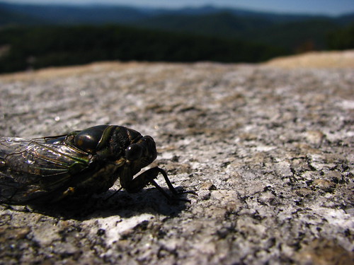 cicada nc hiking trail monolith blueridgemountains stonemountainstatepark roaringgap