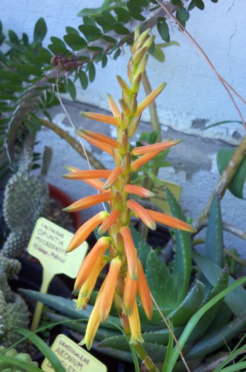 Aloe brevifolia 4039119631_2376150c5e_o